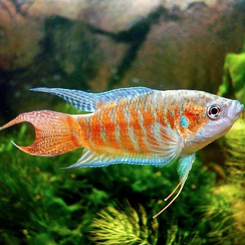 Macropodus opercularis - Paradise fish red M